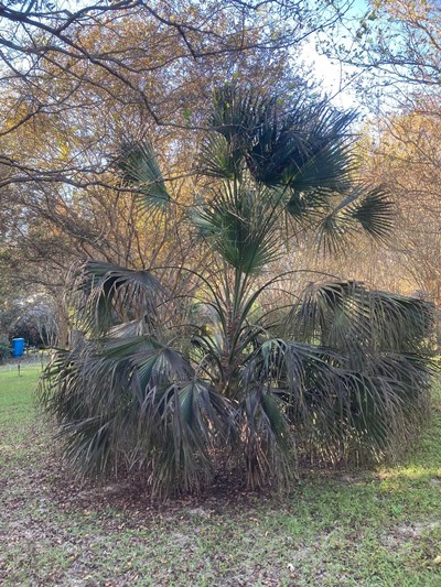Puerto Rican Hat Palm (Sabal causiarum)
